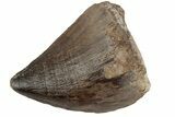 Fossil Mosasaur (Prognathodon) Tooth - Morocco #186543-1